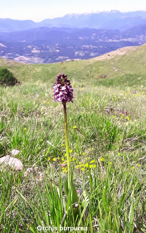 Prime fioriture di orchidee sui Monti della Laga  giugno 2021.